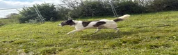 Mixed Breed dogs for adoption: Laura - Norwich Norfolk  in Norwich - Advert 14