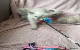 Ragdoll cats for sale: Adorable Pedigree Ragdoll Kittens Available 🐾 - Image 21