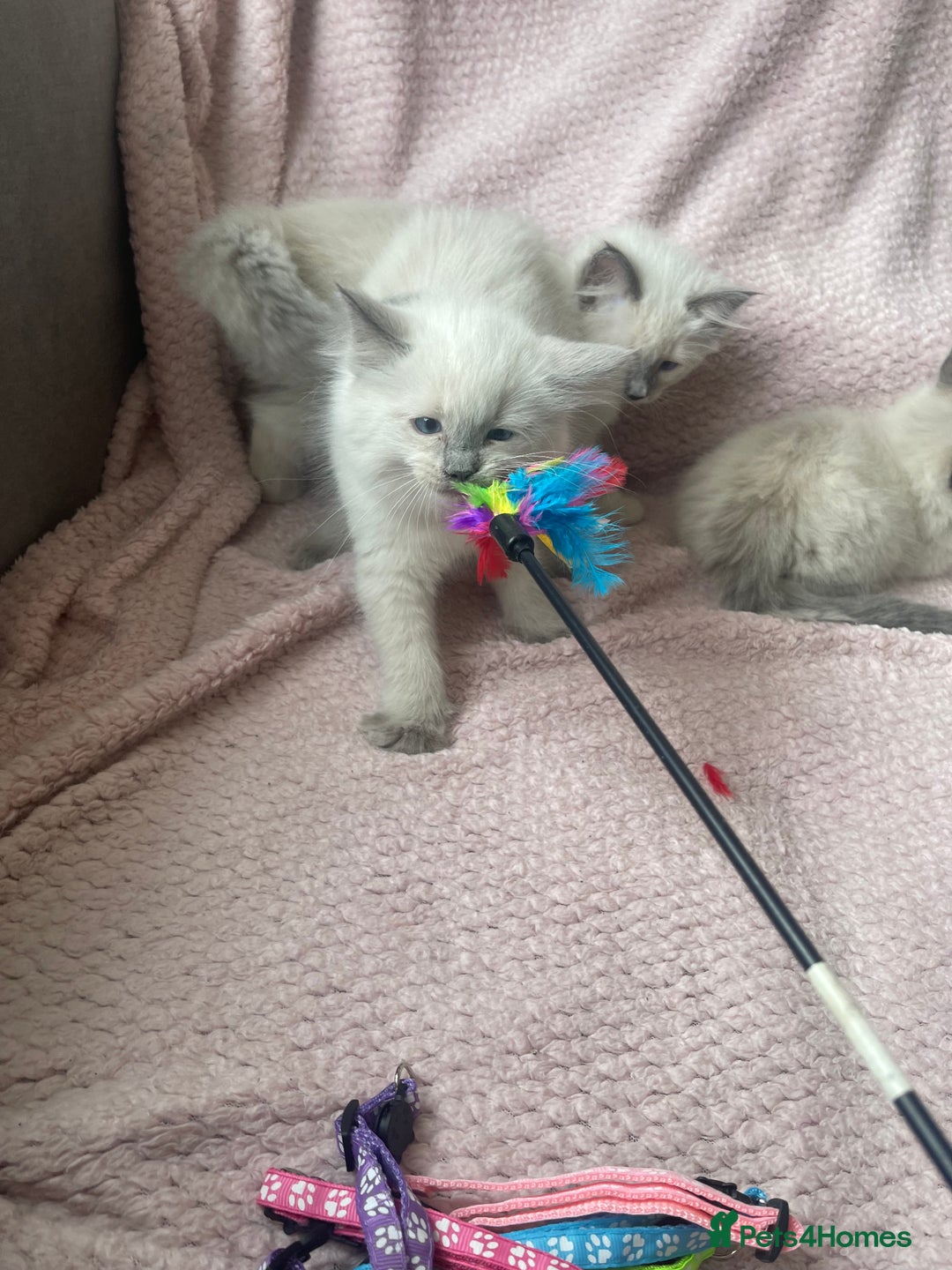 Ragdoll cats for sale: Adorable Pedigree Ragdoll Kittens Available 🐾 - Image 21