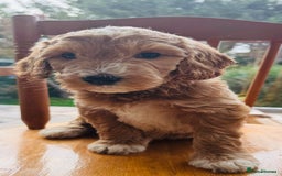 Australian Labradoodle dogs for stud: LANDO Australian labradoodle in Cornwall - Image 9