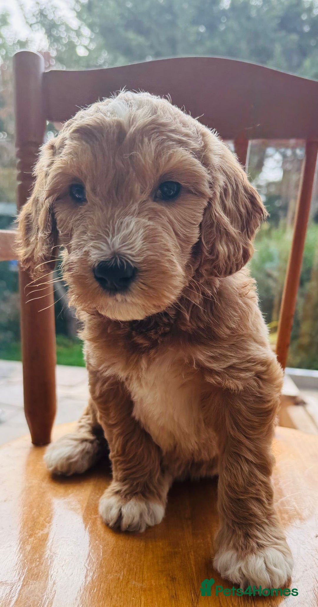 Australian Labradoodle dogs for stud: LANDO Australian labradoodle in Cornwall - Image 9
