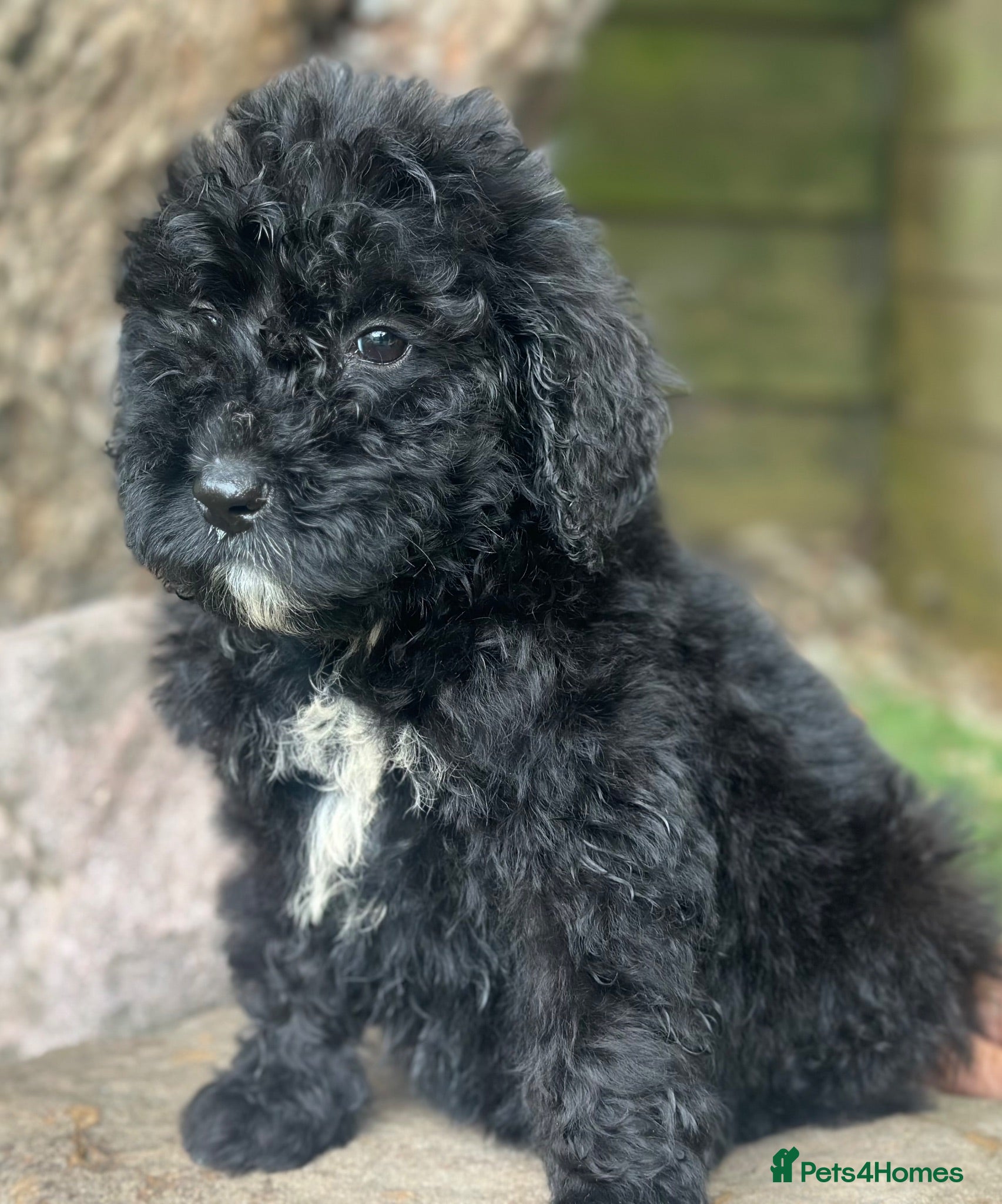 Bernedoodle dogs F1 STANDARD BERNADOODLE DOLLY B/W GIRL REDUCED - Advert 1