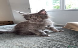Maine Coon cats for sale: maine coon kittens  - Image 3