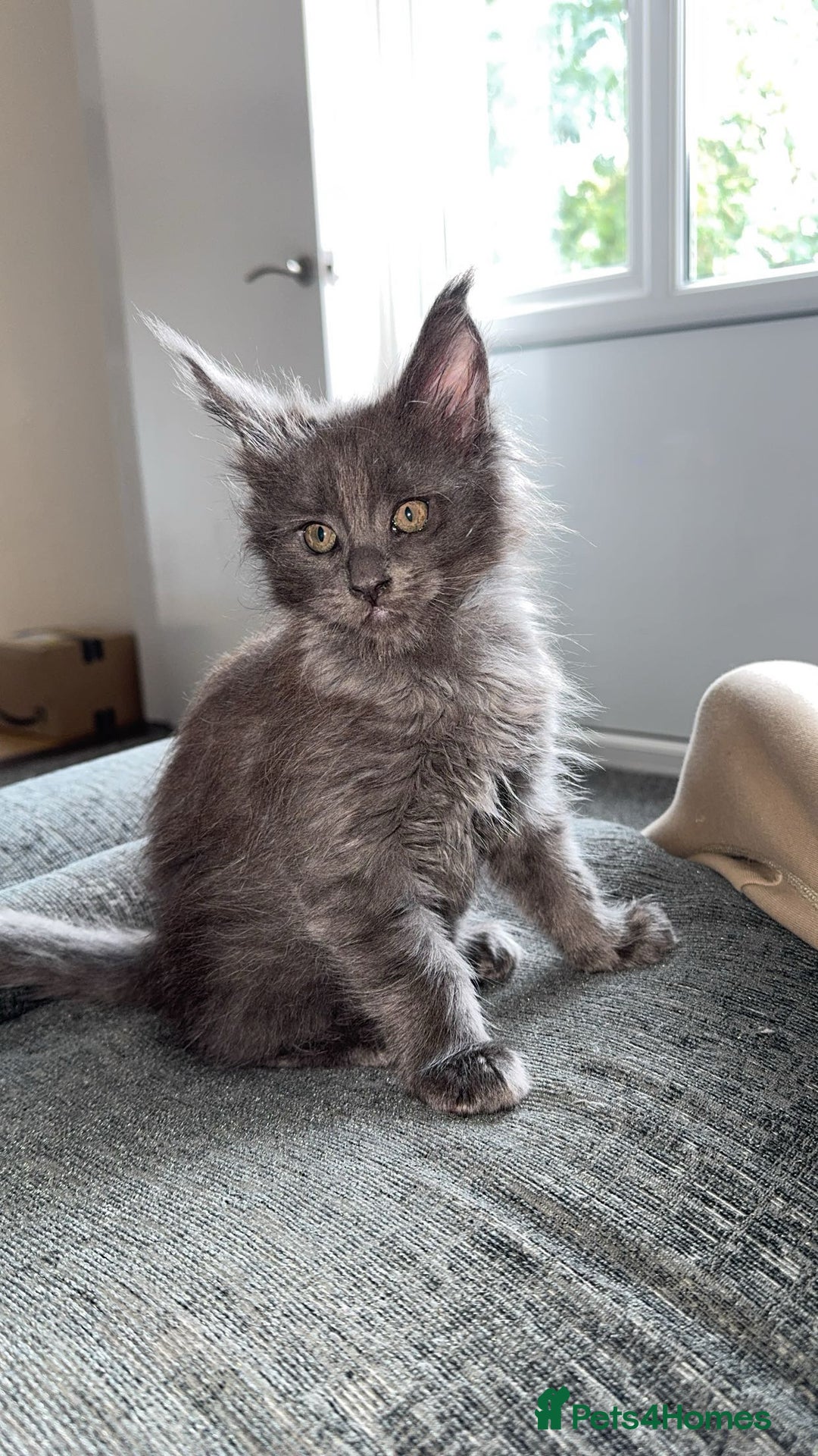 Maine Coon cats for sale: maine coon kittens  - Image 3