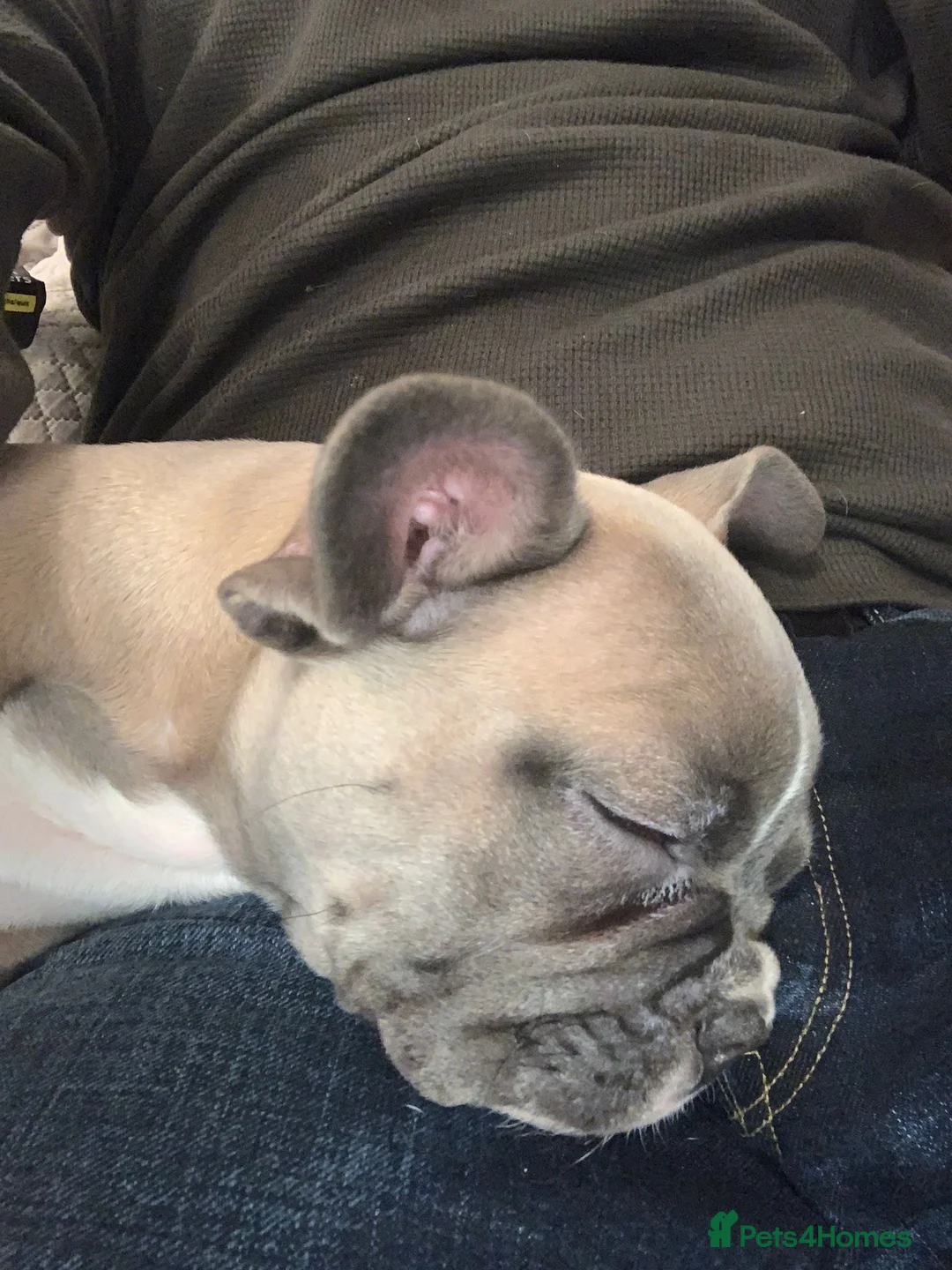 French Bulldog dogs for sale: French bulldog  - Advert 2
