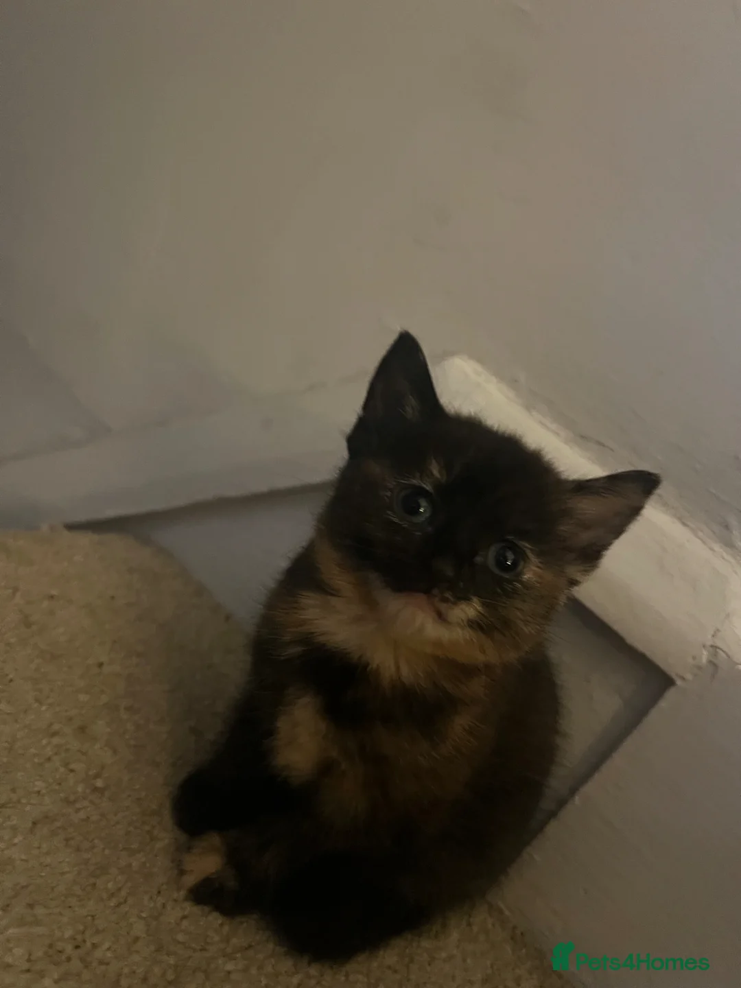 Mixed Breed cats for sale: Lovely mixed colour kittens ready to go - Advert 2
