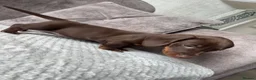 Miniature Dachshund dogs for sale: Miniature Dachshund puppies  - Advert 4