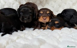 Cocker Spaniel dogs for sale: 🌟Cocker spaniel puppies🌟 - Image 3