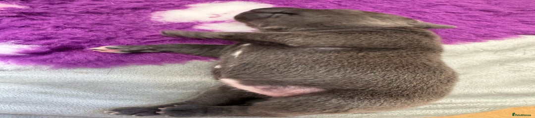 Staffordshire Bull Terrier Puppy 5