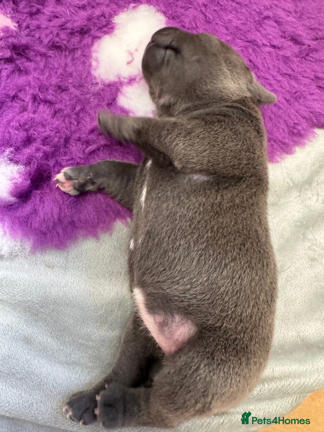 Staffordshire Bull Terrier dogs for sale: Valglo champion cross Bronson line blue/black pups - Image 18