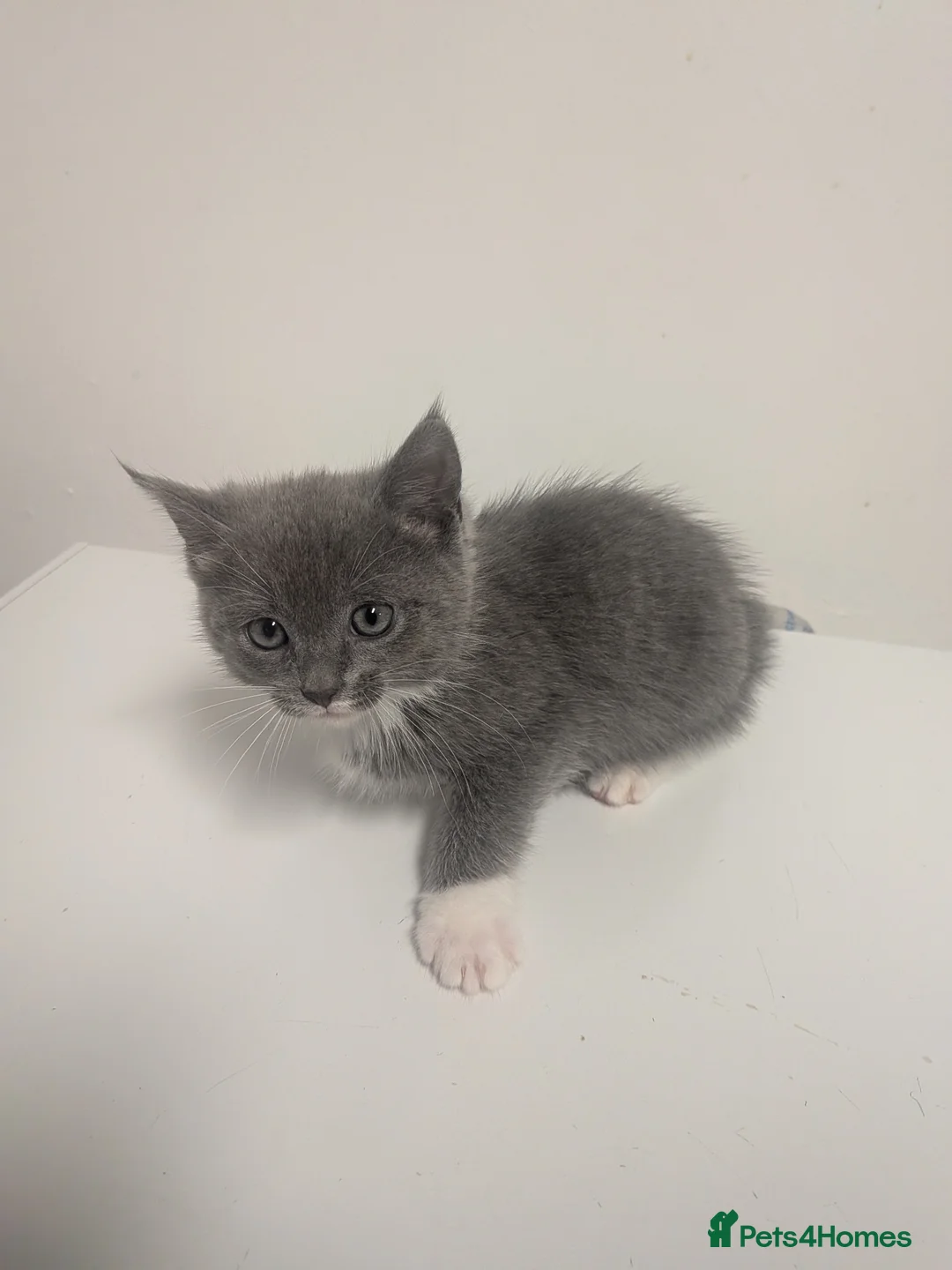 Mixed Breed cats for sale: Beautiful half ragdoll kitten mother is with her. - Advert 4