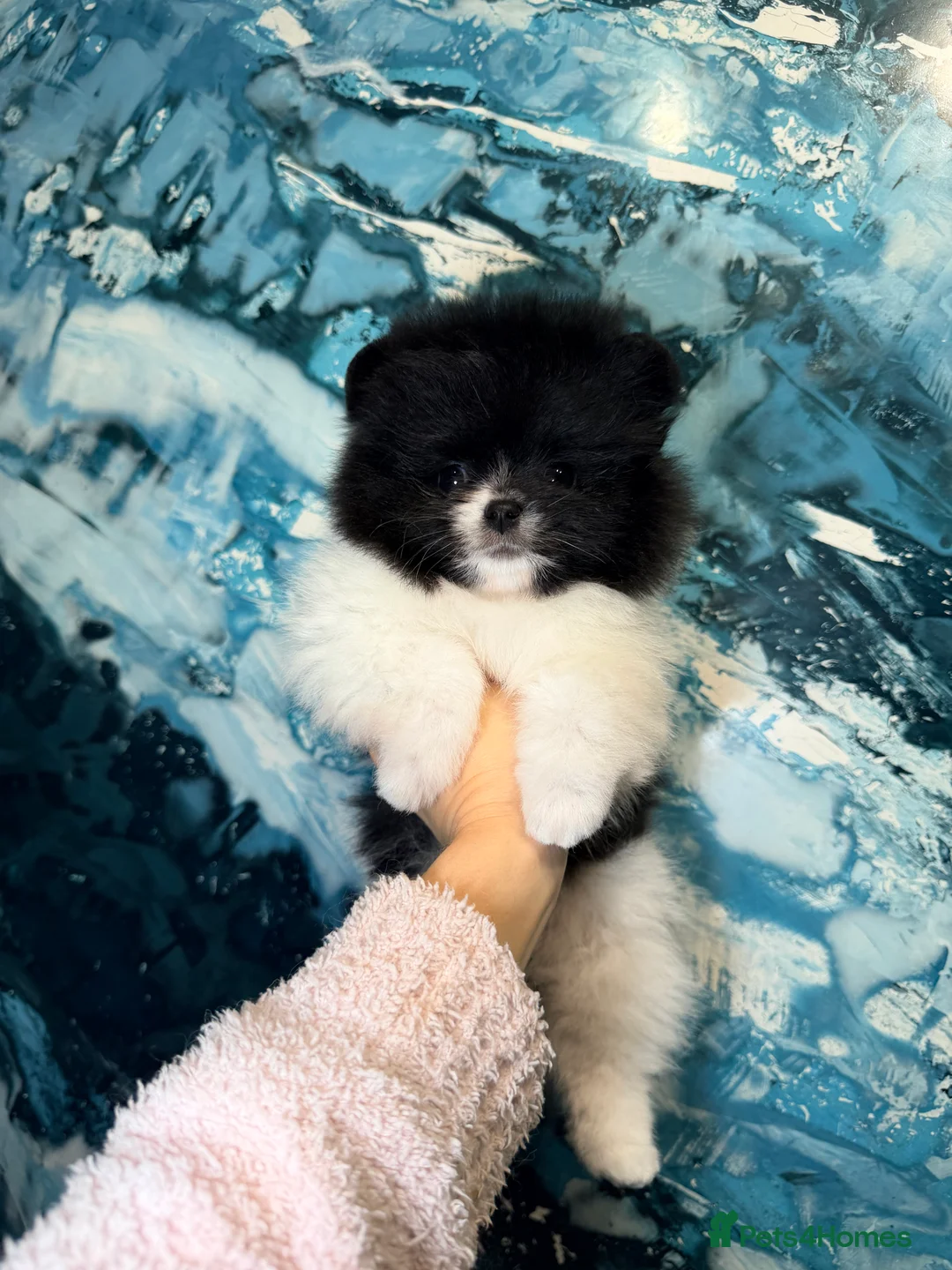 Pomeranian dogs for sale: Beautiful Pomeranian Girl - Advert 19