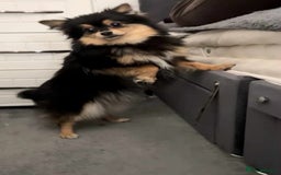 Pomeranian dogs for sale: Tilly the Show quality Pomeranian.  - Image 6