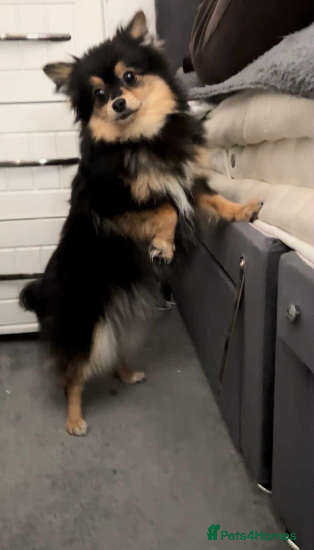 Pomeranian dogs for sale: Tilly the Show quality Pomeranian.  - Image 6