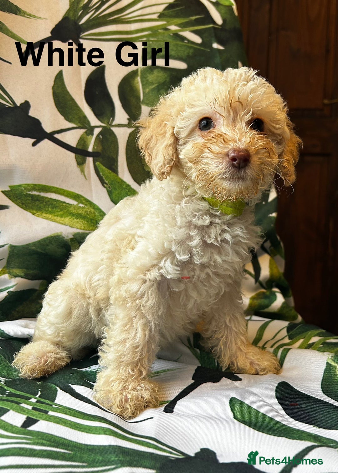 Poodle dogs for sale: Lovely poodle puppies 🐕🐕🐕 ready to go now - Image 6