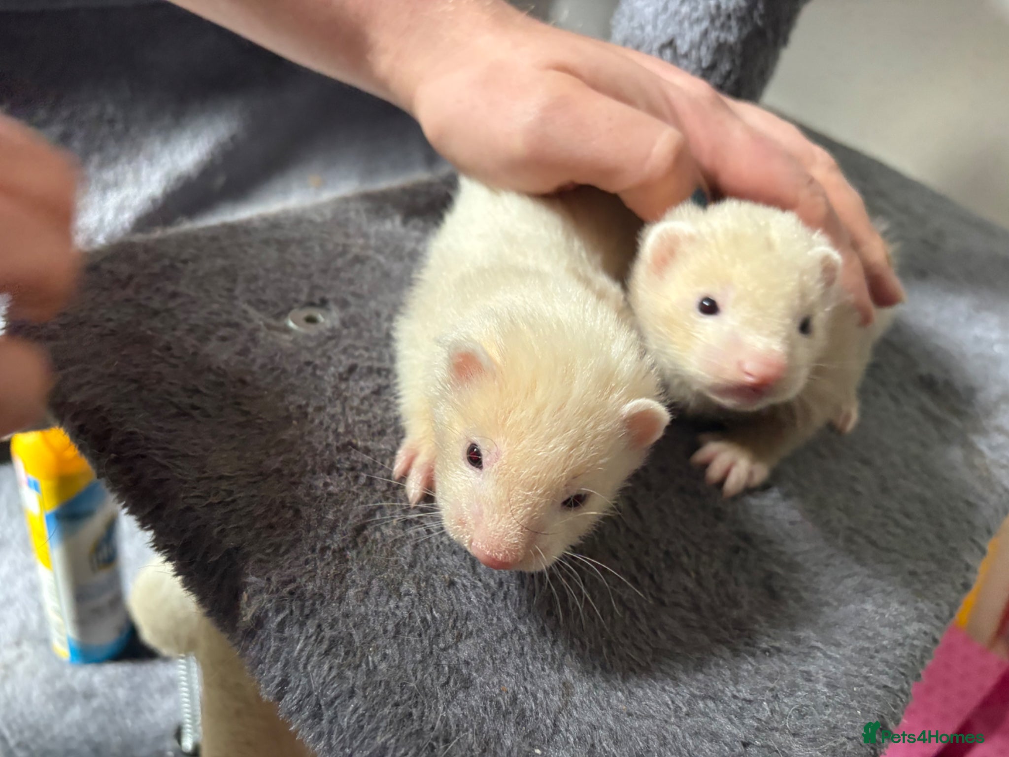 Ferret rodents Jill and hob kits  - Advert 2
