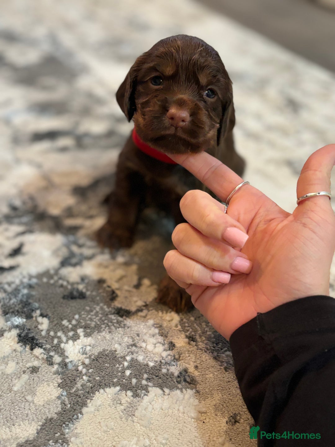 Cocker Spaniel dogs for sale: Cocker spaniel (working cocker spaniel)   - Image 15
