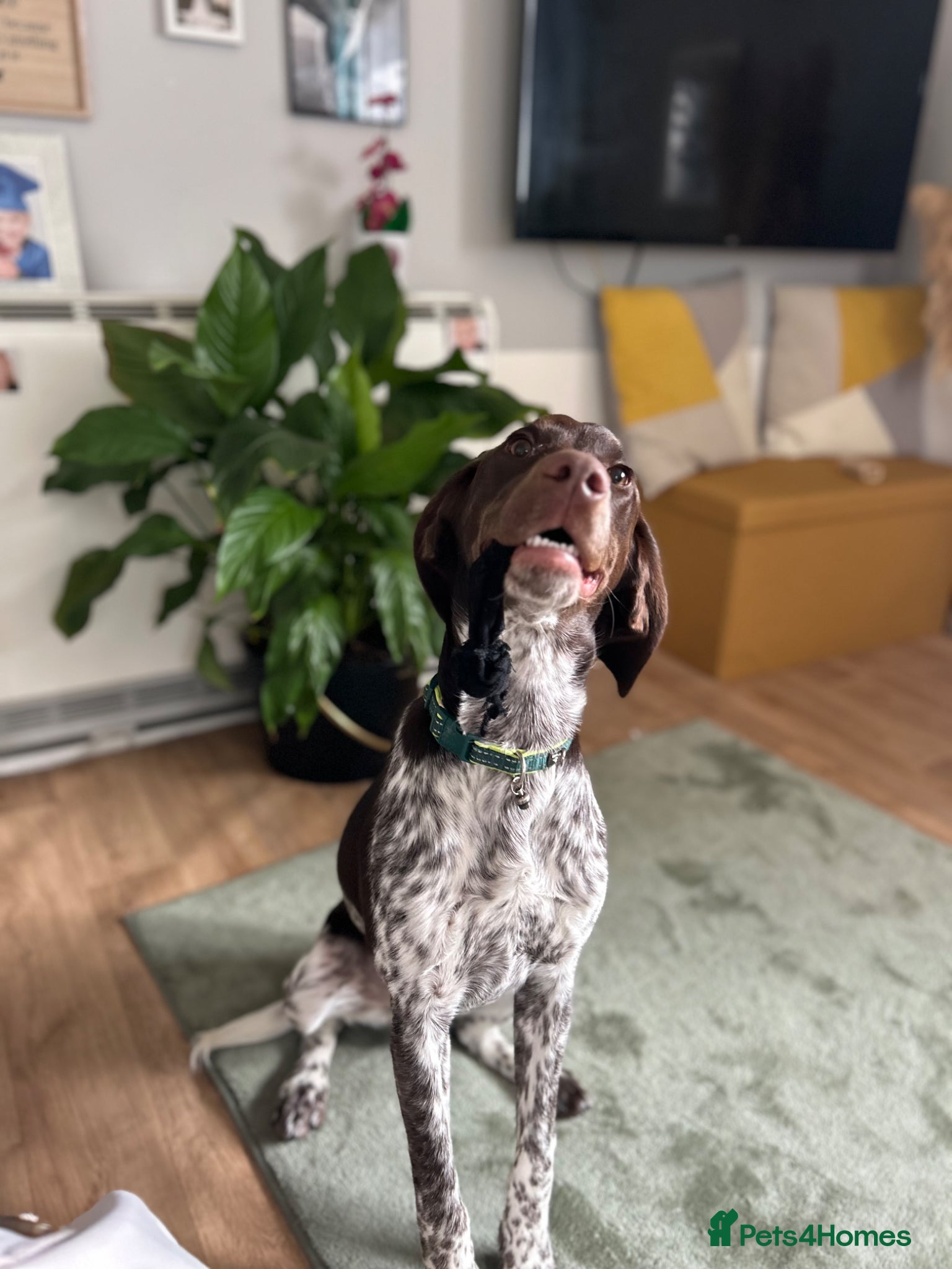 Pointer dogs Pointer for rehoming  - Advert 15