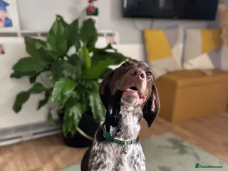 Pointer dogs Pointer for rehoming - Advert 15