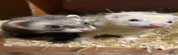 Ferret rodents for sale: ferret kits  in Egham - Advert 2