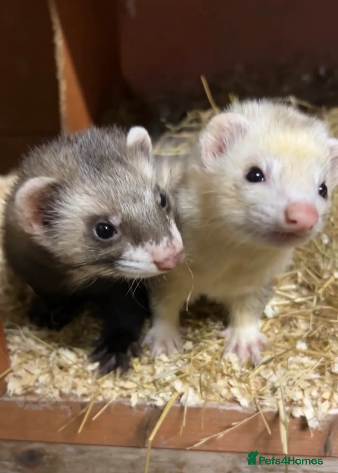 Ferret rodents for sale: ferret kits  in Egham - Advert 2