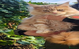 Maine Coon cats for sale: 5 maine coons  - Image 11