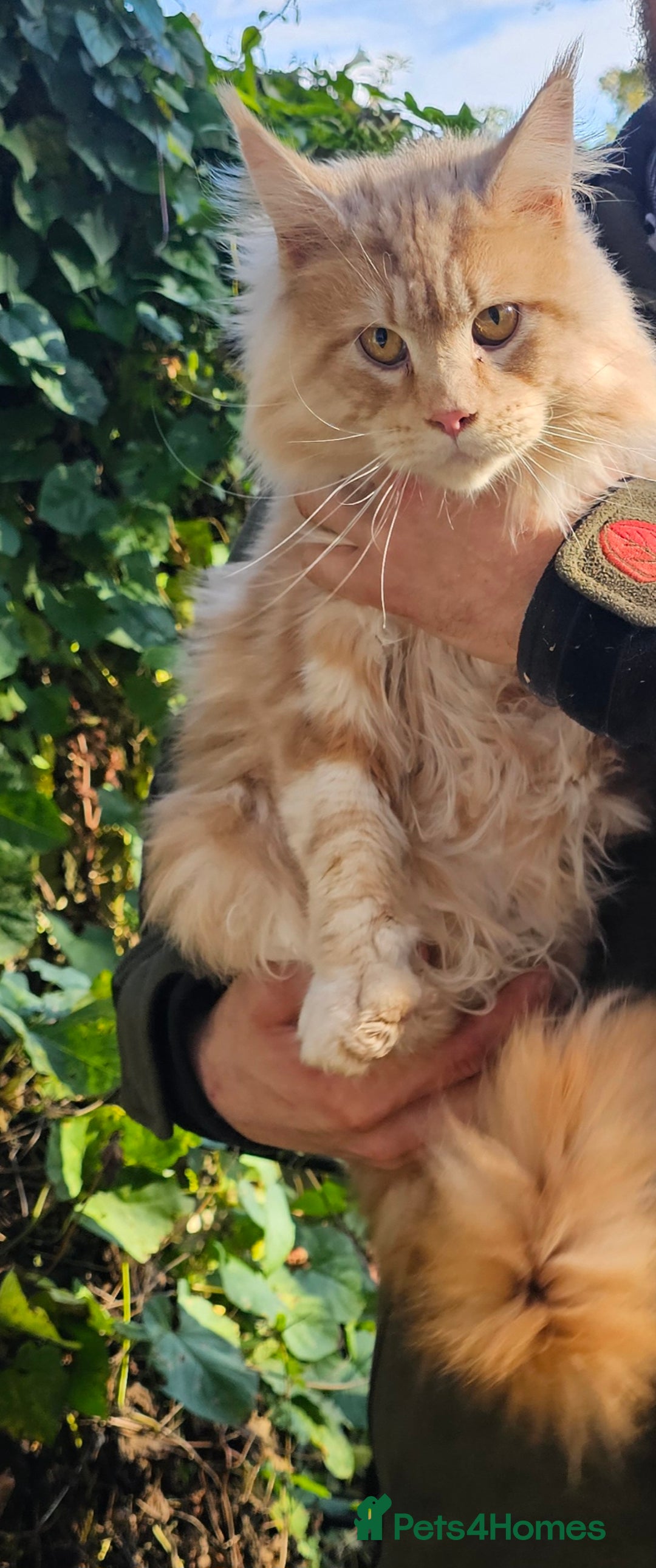 Maine Coon cats for sale: 5 maine coons  - Image 11