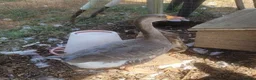 Geese poultry for sale: Female Lavender Goose for sale - Advert 4