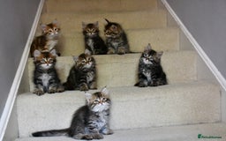 Siberian cats for sale: Beautiful purebred Siberian kittens-Hypoallergenic - Image 2