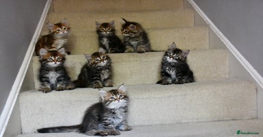 Siberian cats - Advert 6