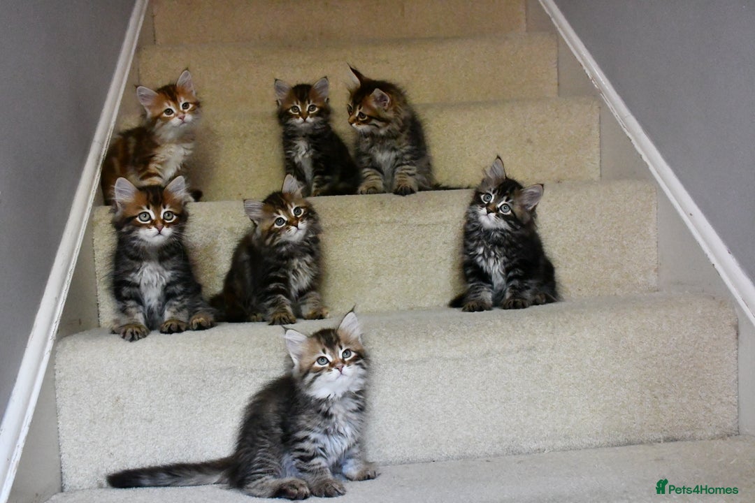 Siberian cats for sale: Beautiful purebred Siberian kittens-Hypoallergenic - Image 2