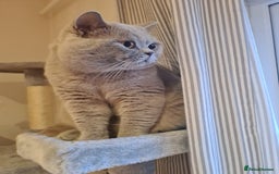 British Shorthair cats for stud: Lilac BSH stud duties GLOUCESTERSHIRE in Cheltenham - Image 6