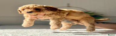 Cockapoo Puppy 4