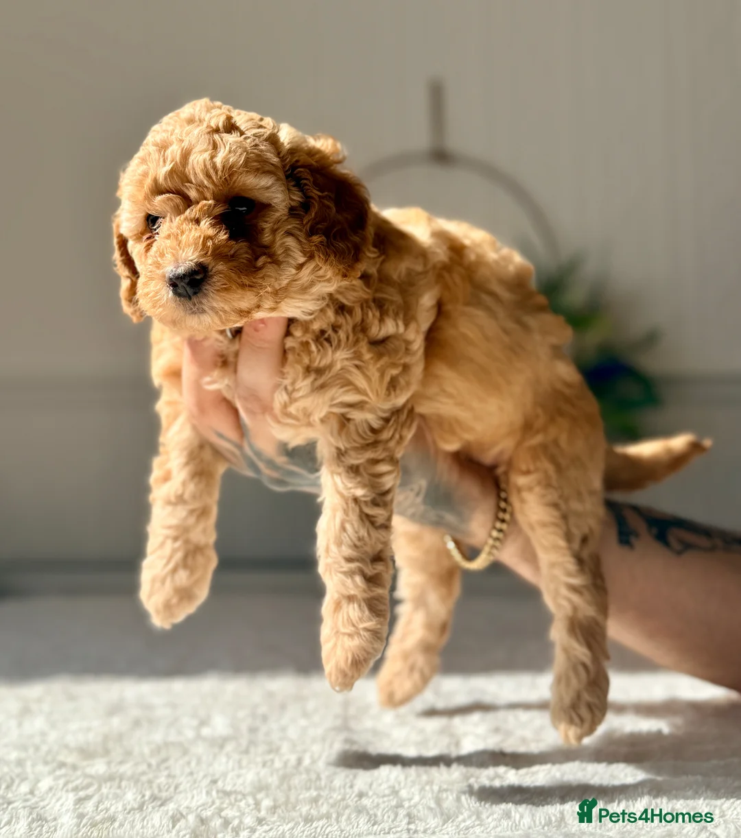 Cockapoo dogs for sale:  ✨ beautiful girl available ready to leave ✨  - Advert 14