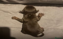Cocker Spaniel dogs for sale: ‘Show Type’ Cocker Spaniel Puppies. KC Registered. - Image 6
