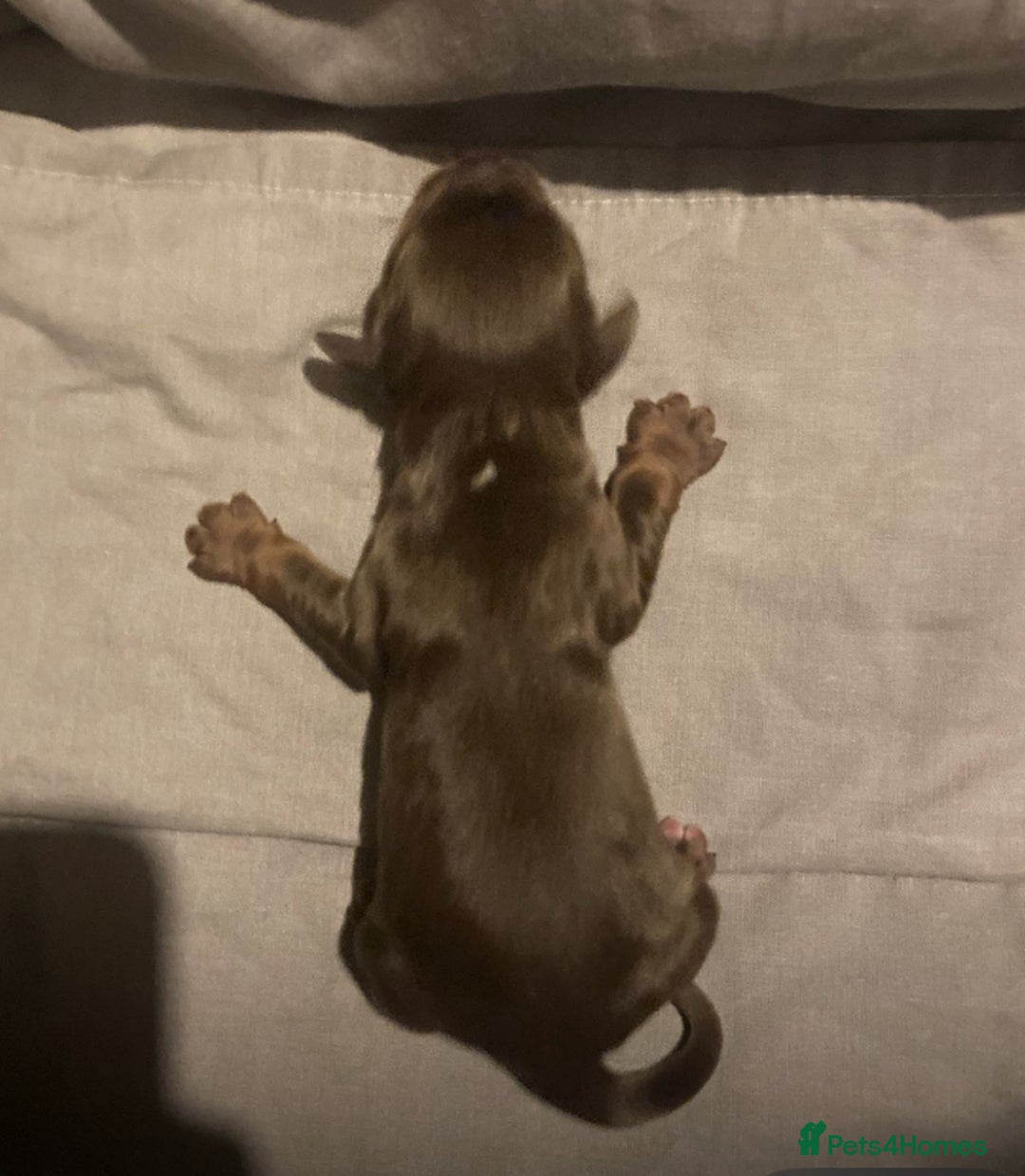 Cocker Spaniel dogs for sale: ‘Show Type’ Cocker Spaniel Puppies. KC Registered. - Image 6