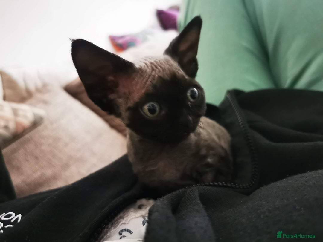 Devon Rex cats for stud: STUD ONLY - Xenopaws Ripley's Hero (Bishop) - Advert 8