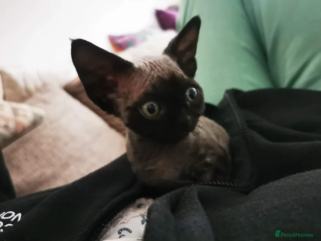 Devon Rex cats for stud: STUD ONLY - Xenopaws Ripley's Hero (Bishop) - Advert 8