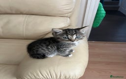 Persian cats for sale: Persian cross kittens - Image 5