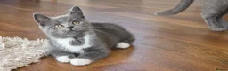 Mixed Breed cats for sale: 3 british shorthair cross kittens, playful & fun - Advert 4