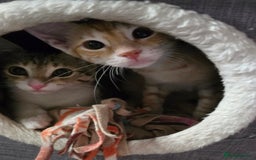 Mixed Breed cats for adoption: [Indoors Only] MiniMi & MiniMo - lovely sisters  - Image 10