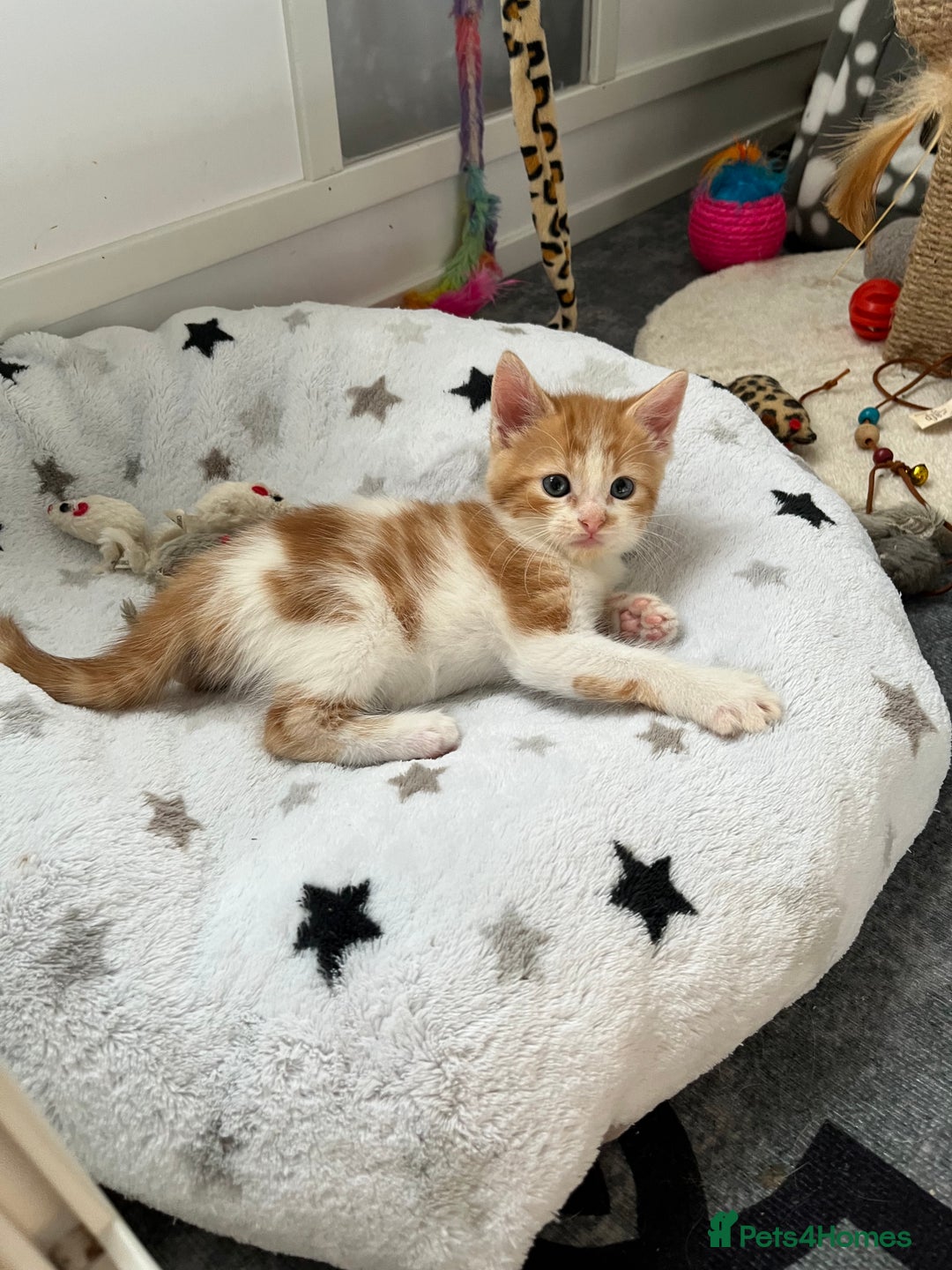 Mixed Breed cats for sale: Beautiful kittens  - Image 4