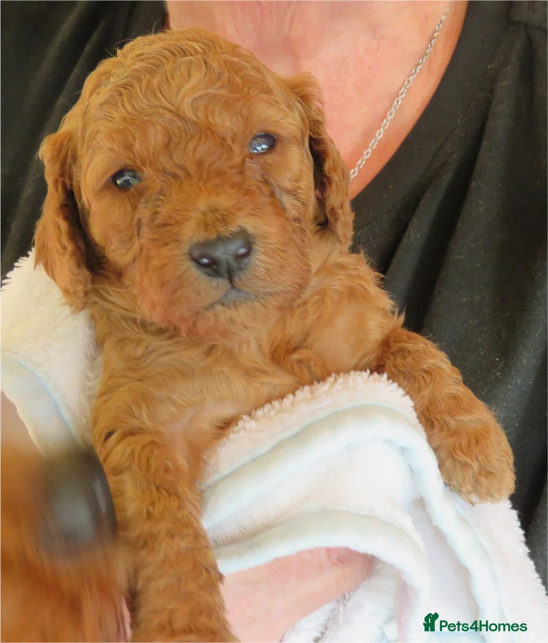 Cockapoo dogs for sale: Beautiful DNA Health tested Cockapoos - Advert 27