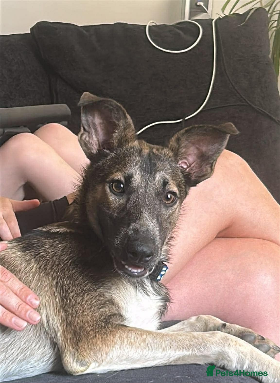Mixed Breed dogs NERO-gentle boy/sweet nature/likes dogs&cats - Advert 1