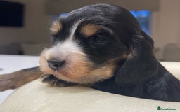 Cocker Spaniel dogs for sale: Show Cocker Spaniel’s  - Image 1