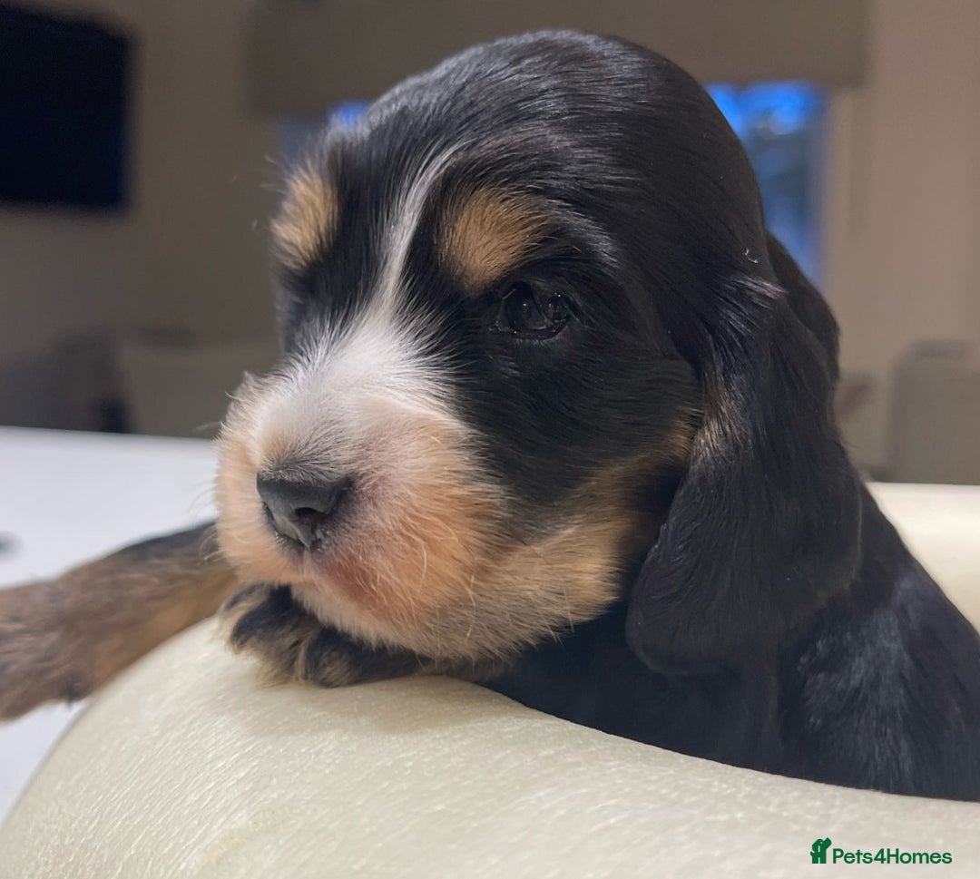 Cocker Spaniel dogs for sale: Show Cocker Spaniel’s  - Image 1