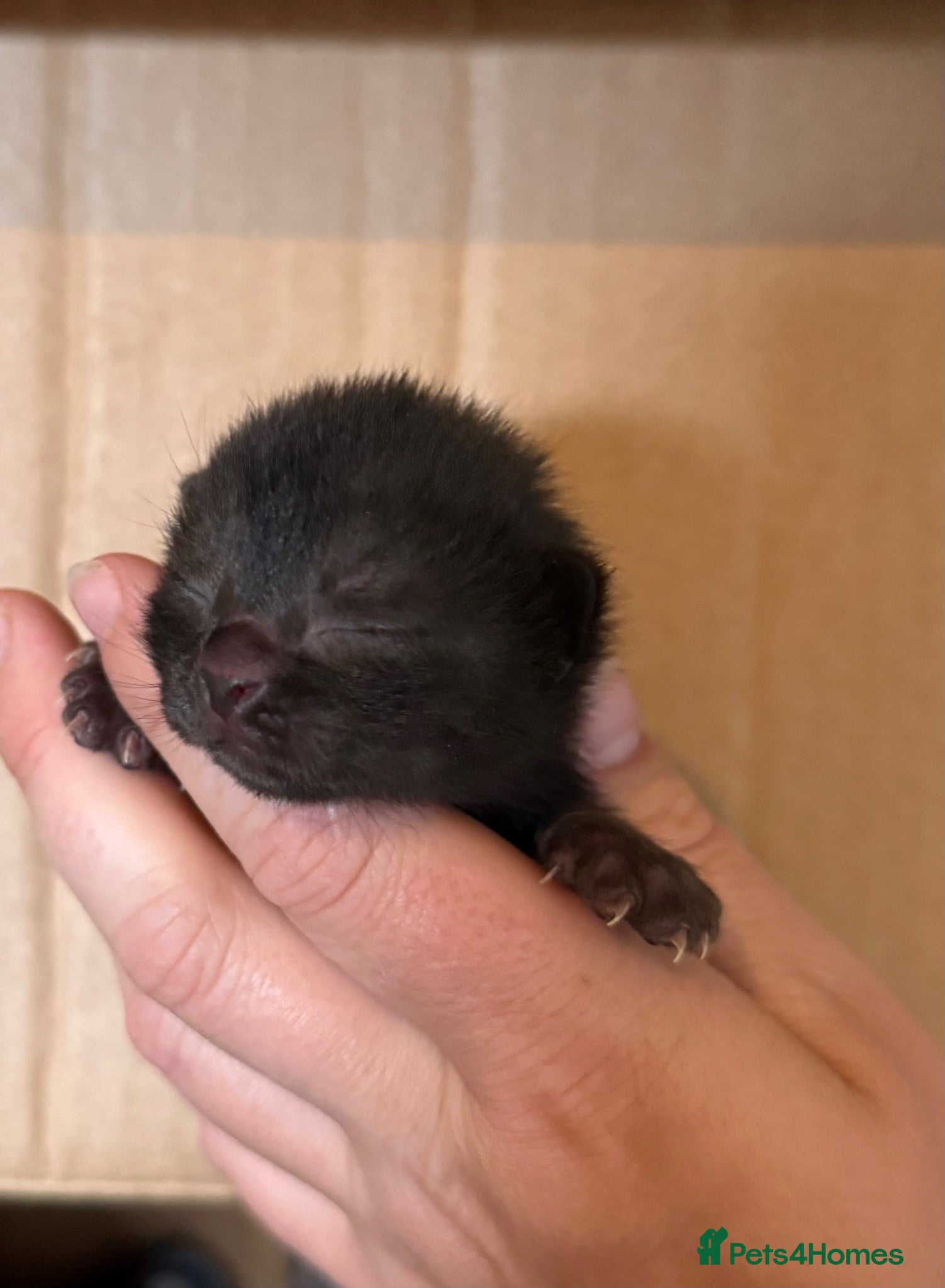 Ragdoll cats black kitten ragdoll x synths 1 left available  - Advert 17