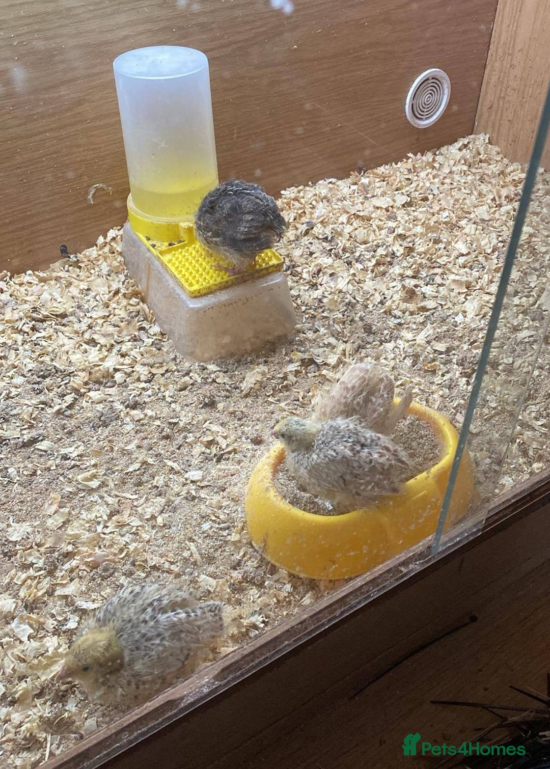 Quail poultry for sale: Quail for sale - Image 7