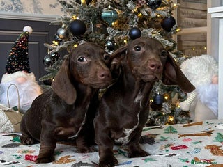 Miniature Dachshund dogs LITTER SMOOTH MINIATURE DAXIS PRACLR KC REG - Advert 2