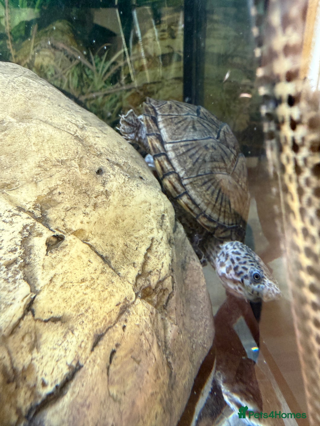 Turtle reptiles for sale: Two Turtles ALL ACCESSORIES £50!  - Advert 2